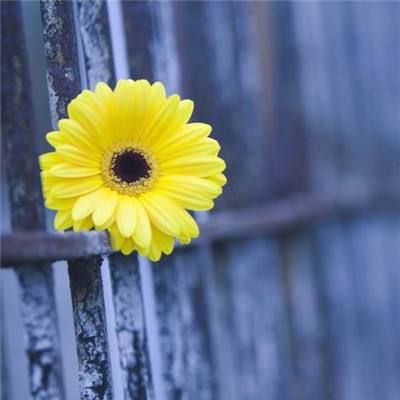 金星棋牌下载手机版